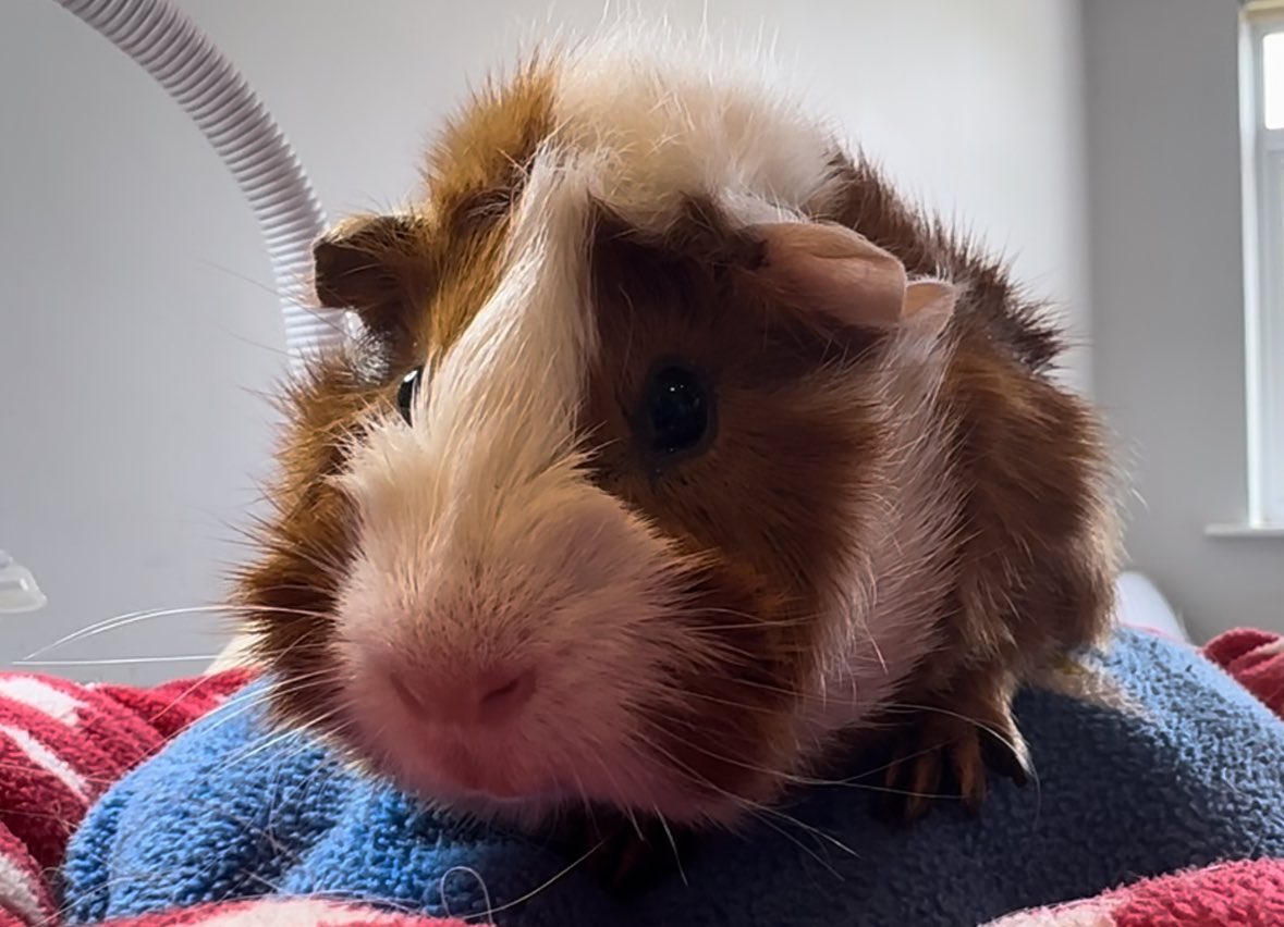 Theodore ❤️ #guineapigs