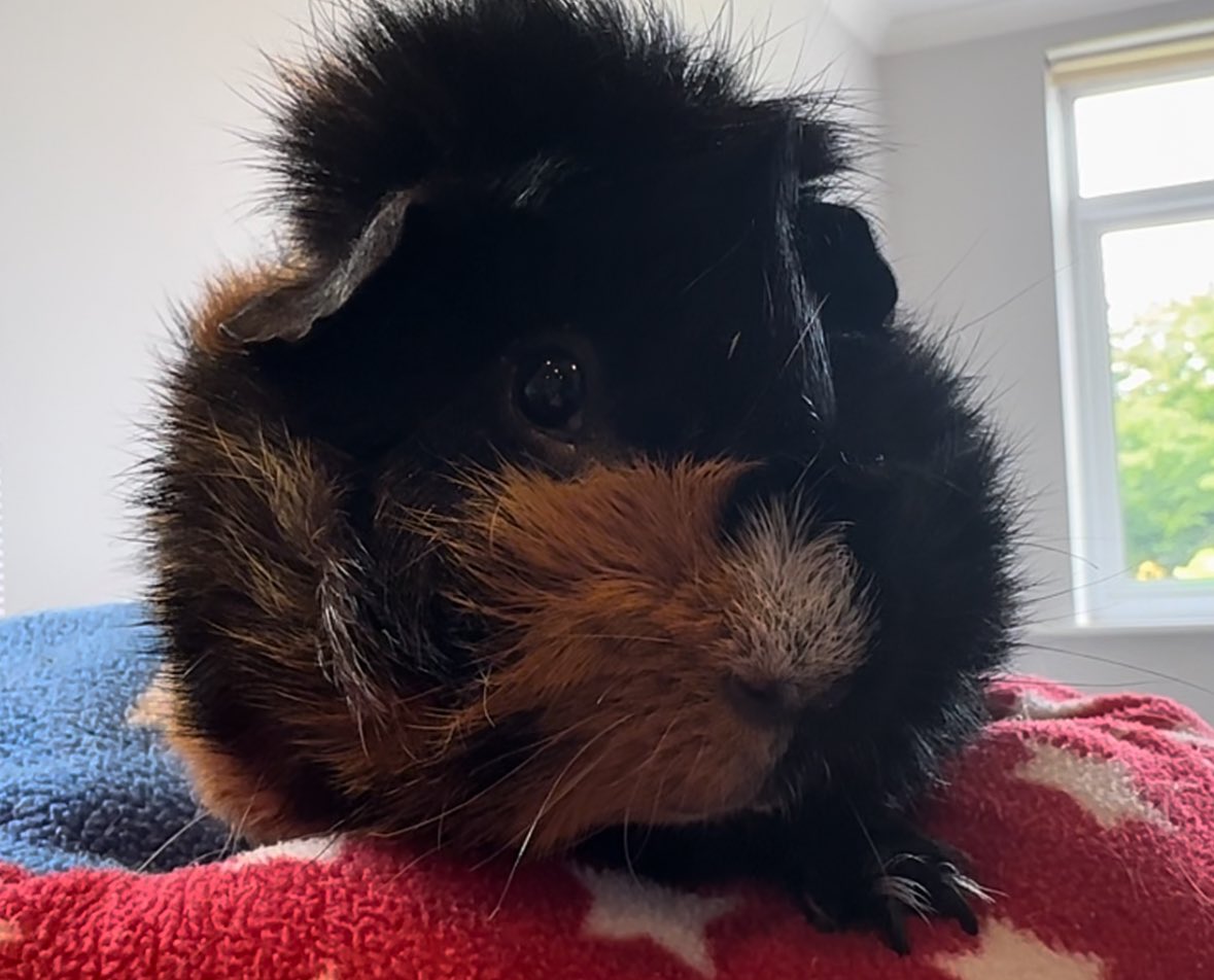 Percival ❤️ #guineapigs