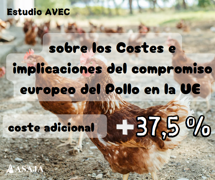 Estudio #AVEC Producir bajo las normas ECC implica un coste adicional del 37,5% por kg de carne de ave de corral El coste de producción por ave incrementa un 21.9%, pasando de €2,74 a €3,34. ow.ly/84hq50S3MNy