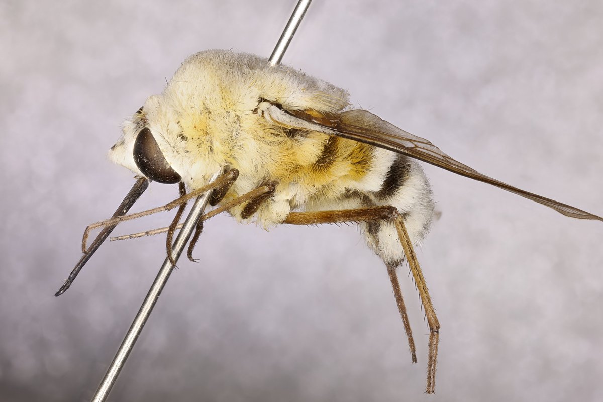 It's #FlyFriday &amp; in honour of <a href="/Ento_Allan/">Allan Cabrero, Ph.D.</a> who has been tarsi-deep in the <a href="/NHM_Diptera/">NHM Diptera</a> collection sorting through bee flies, I give you the Holotype of Zinnomyia mira - as the name says, just look at it!! 

An adorably hirsute species described by the aptly named David Greathead