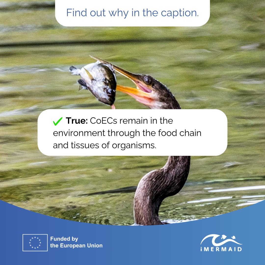 ✅The answer to the previous poll was YES.

🍃Through the food chain, CoECs chemicals can become concentrated in higher levels of predators, posing significant risks to wildlife and affecting the health of entire #ecosystems.

#imermaidcampaign #pollutioncontrol