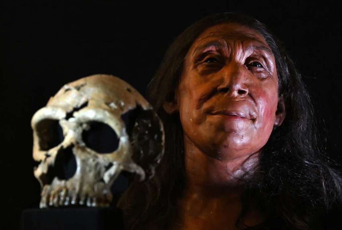 El apareamiento entre neandertales y humanos fue breve pero productivo buff.ly/3wVymhe - 
Hace 60.000 años, los neandertales en Eurasia occidental se encontraron con unos nuevos y extraños vecinos: una ola de migrantes Homo sapiens que avanzaban d…