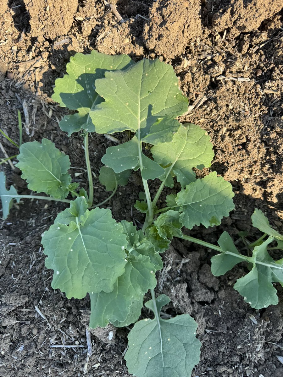 Optimus Ag tweet media