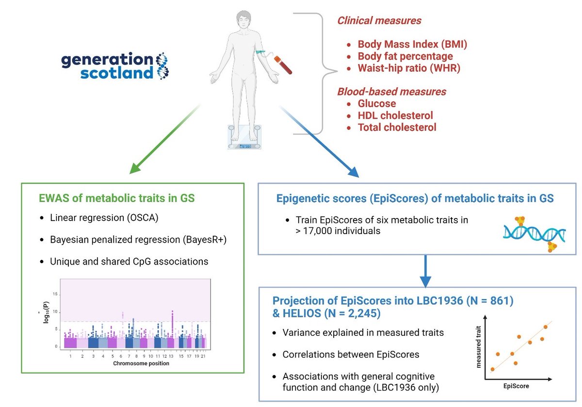 Marginal linear regression gives &gt;11k EWAS hits for BMI. Joint and conditional BayesR gives 27! Methods matter in this pre-print from Hannah Smith.

medrxiv.org/content/10.110…

Metabolic EpiScores also translate across ancestries and assoc with brain health.