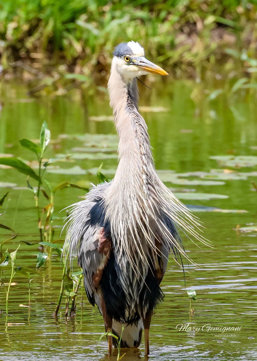 Great Blue Heron.