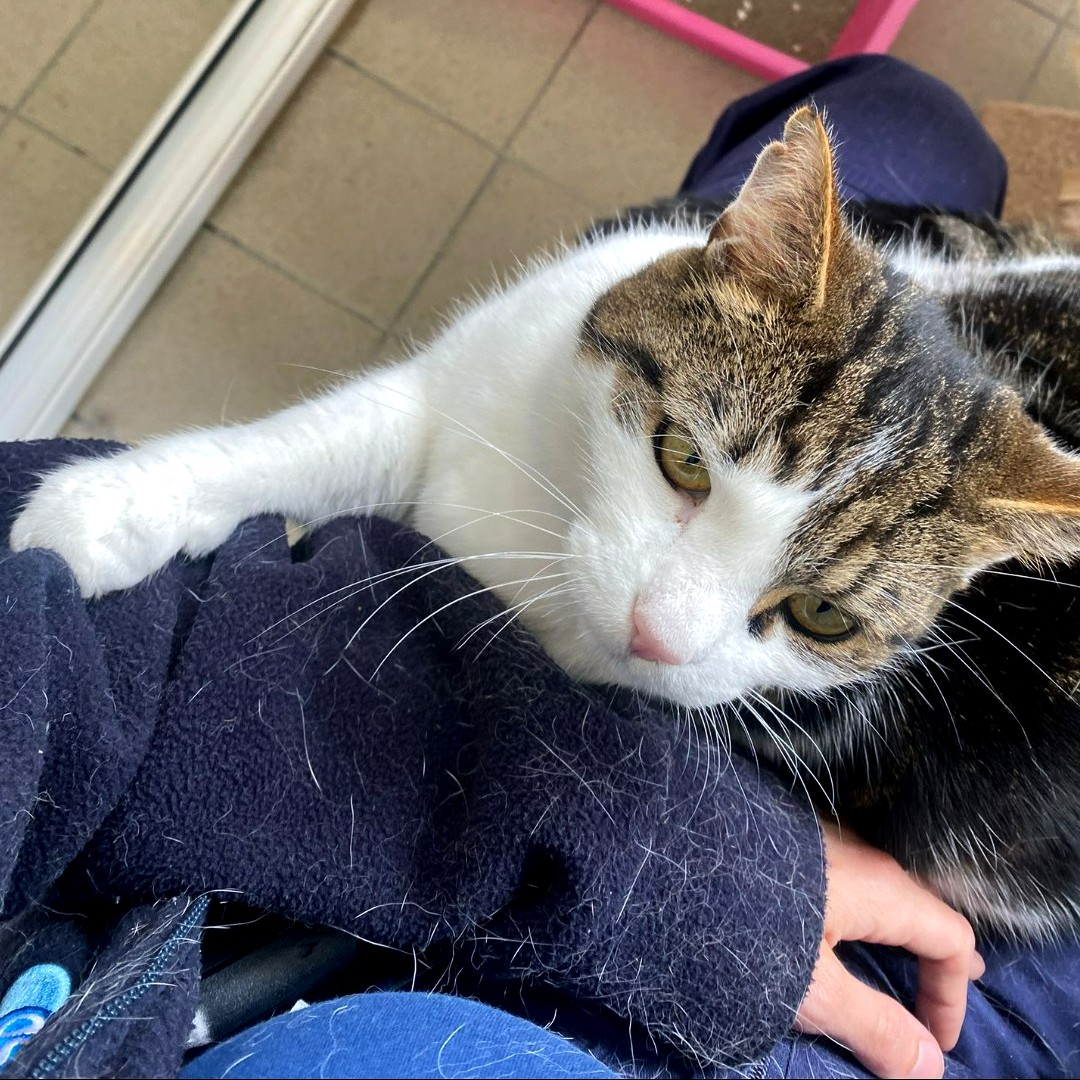 Blue Cross UK tweet media