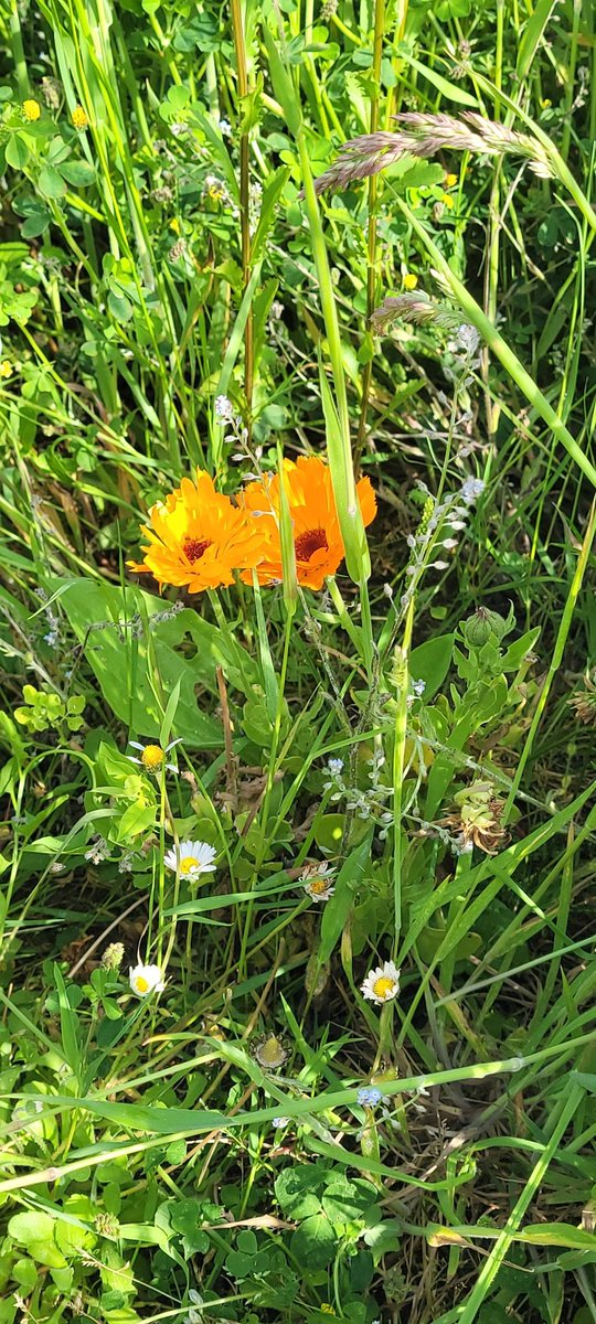 colm lawlor tweet media