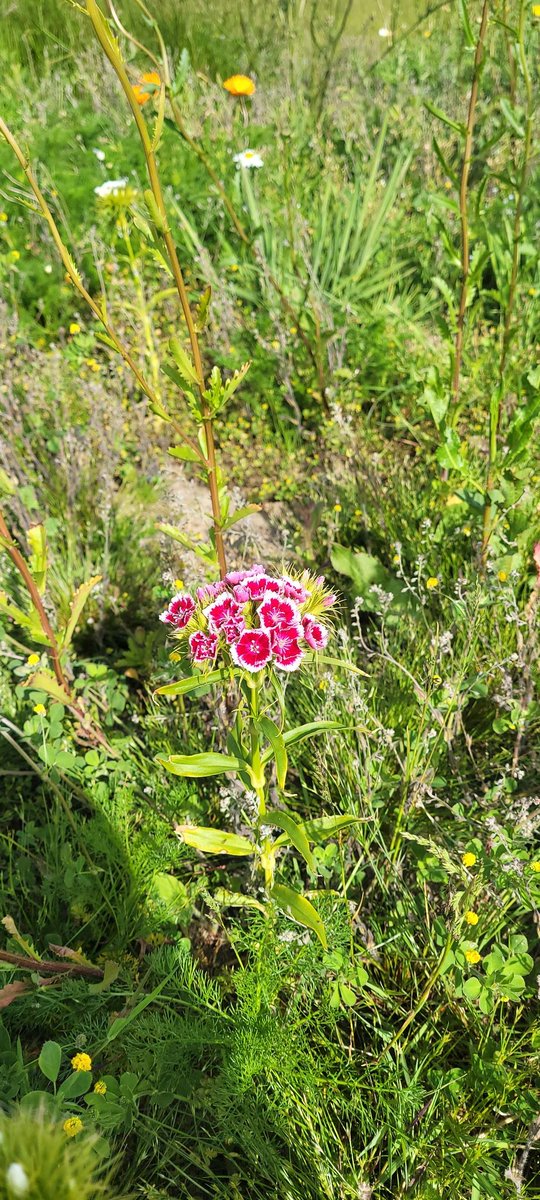 colm lawlor tweet media