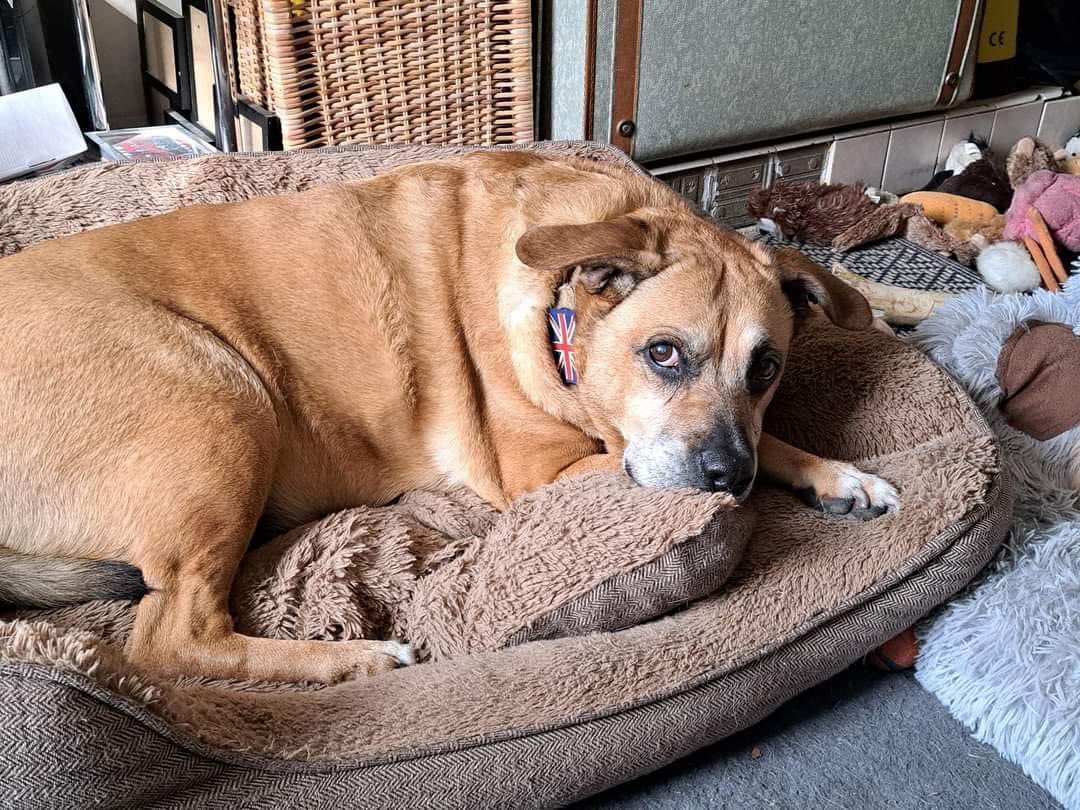 🆘URGENT: Senior dog needs loving home! #rehomehour 

15-year-old sweetheart lost her owner. Keeper caring for her until the weekend, Located S. London, transport available. Homecheck applies.  Pls RT & help find her furever home! #seniordog contact our Facebook page!