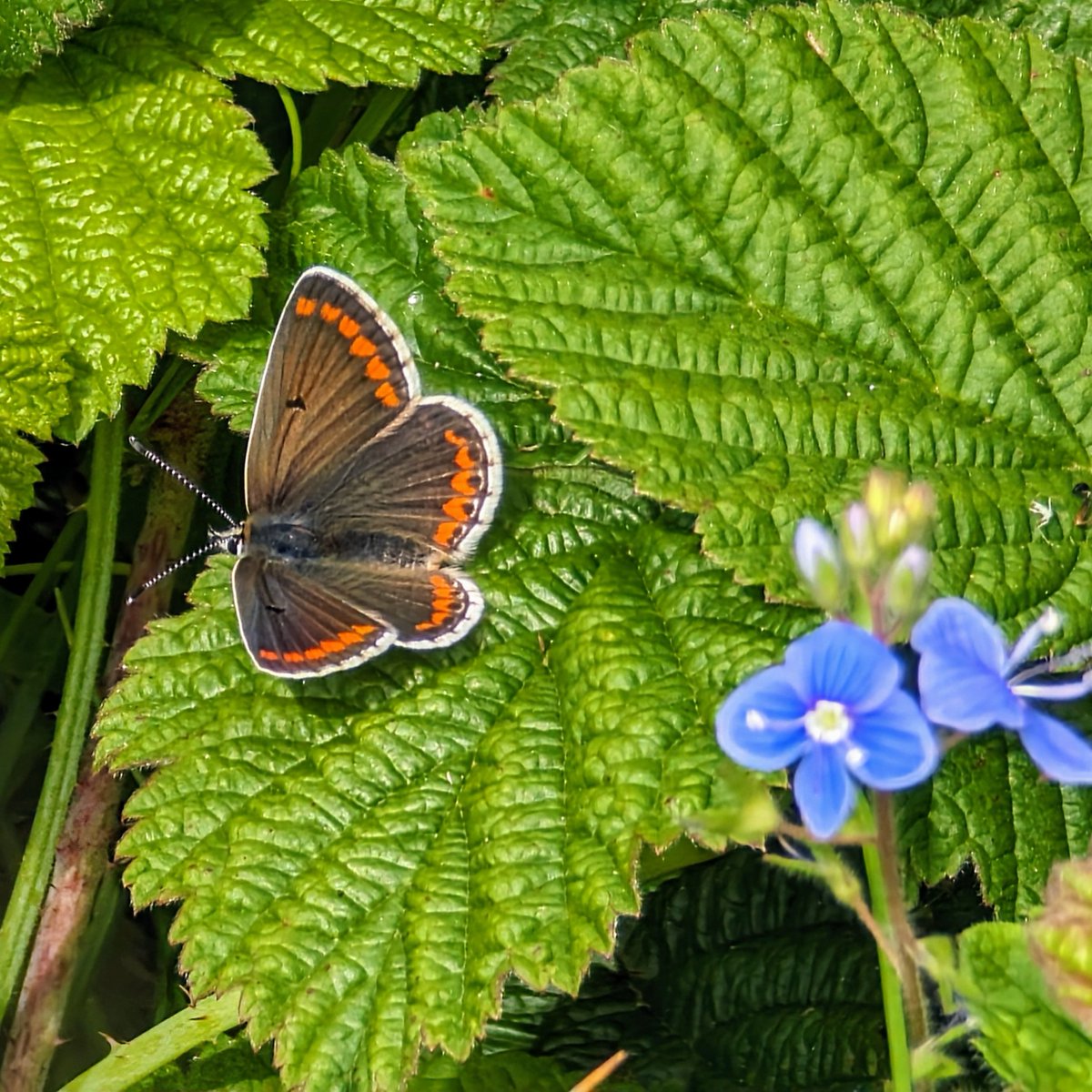 First Brown Argus (Aricia agestis) of the year 😍 #butterfly #beautiful