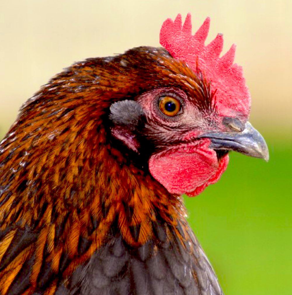 🪶نجرانيات🪶حكم🪶وأمثال🪶
(من ناسب الاجواد فضوا مدجه🐣نذبح مقوقيها وعاد وعاد )🪶
من الامثال الساخره الرمزيه كون الدجاج اقل مايمتلك والاهم الحلال على رأسها الابل والنخيل الذي كان يسمى قديم جدا المال..ويقال دجاجه تبيض ولا جربه صلب .. اي لا تزرع🪶
#نجران
 #أسهم_ارامكو
#قطمير #حبونا