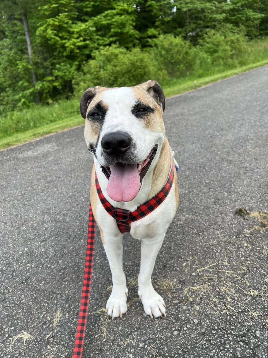 CanadianPenny1's tweet photo. 🚨Hey pals! @thedogOpus is entered in the #PetValue calendar contest! Click here to vote! https://t.co/oFb6QoOkJ6
This handsome face is meant to be in a calendar! 😃 https://t.co/DVNRvThqoN