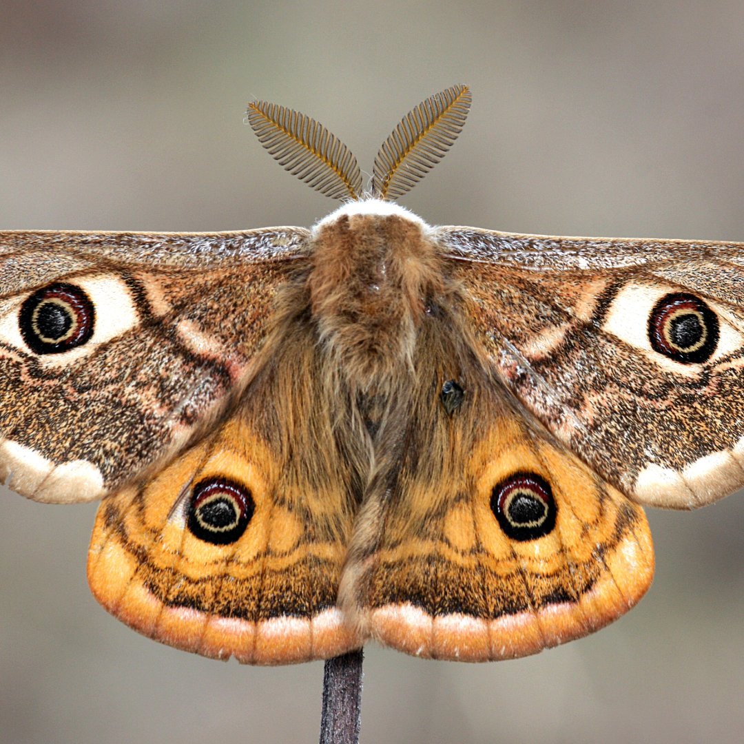 Moth morning at The Amelia Scott is back tomorrow, Saturday June 1st, at 10am in The Amelia Scott's Courtyard!

Join Research Curator and local entomologist, Dr Ian Beavis, as he opens up The Amelia's moth-friendly trap!

No need to book, just pop along to this free event!