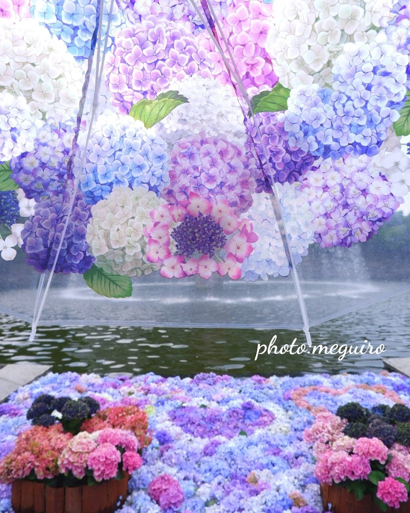 東京は #紫陽花 が咲き始めてるみたいですね(*^^*) みなさんのﾎﾟｽﾄ見て知ります。笑 去年行った #国営昭和記念公園。 紫陽花ﾊﾟﾗｿﾙ借りてｳｷｳｷ気分✨️ 楽しかったなぁ～🎶 今年も行ってみようかなっ。 さてカンパイしましょー🍻 (ﾋﾞｰﾙ写真じゃないｹﾄﾞ) お疲れ様ﾃﾞｰｽ🍻