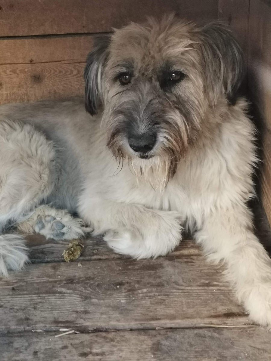 AnimaladoptionI's tweet photo. 10 Romanian dogs abandoned! 🆘

This friendly 8yo needs a foster home in UK by June 11th. We've saved 15, but can't leave the last 10 behind!    Pls RT &amp; help find him a loving space. #romaniandogrescue #fosterneeded #adoptdontshop https://t.co/NTgZhfky0M