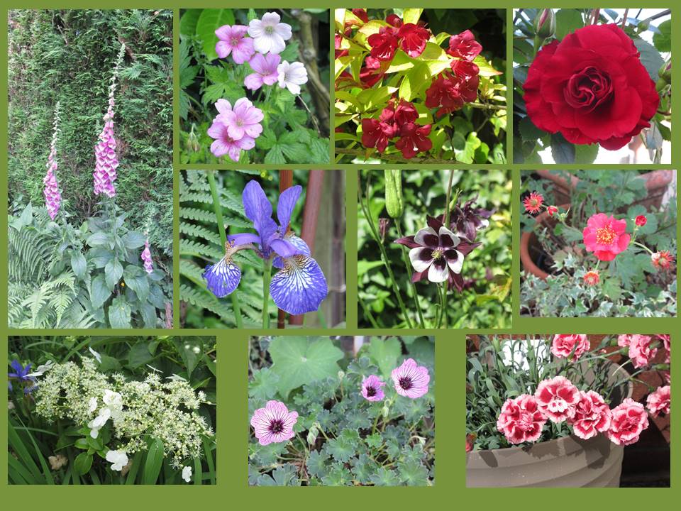 Hello flower lovers! Think our garden looks best at the moment with flowers & shrubs. Nature is kind! A selection for #flowersonfriday 💮💮💮