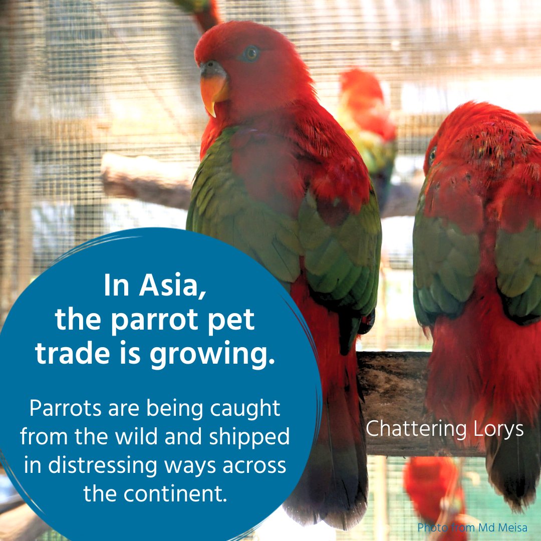 BirdLife Asia tweet media