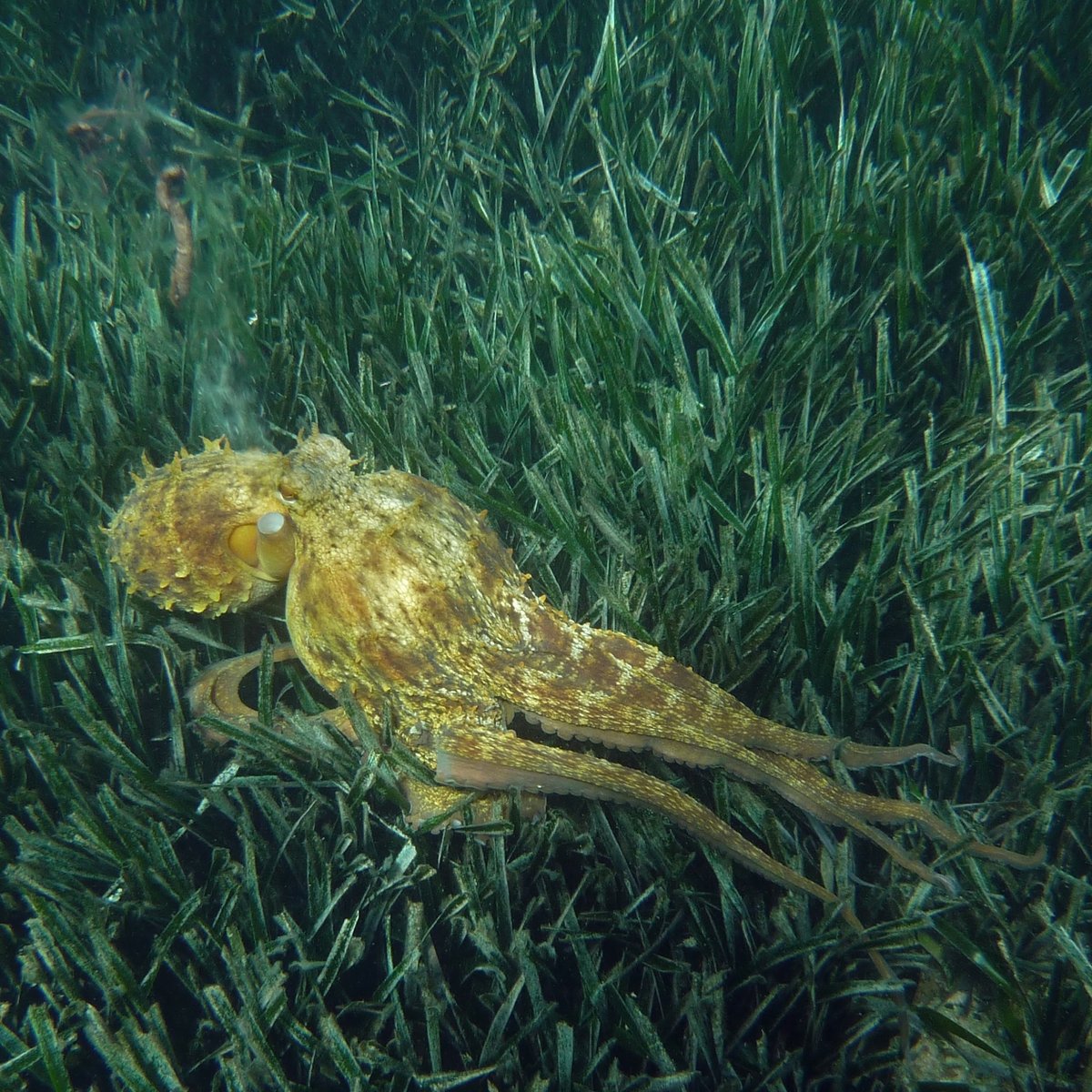 Du 1er juin au 30 septembre, la pêche récréative du poulpe dans les eaux du Parc national est interdite. Cette mesure concerne toutes les techniques de prélèvement et vise à protéger une espèce particulièrement sensible en période de reproduction...
+ vu.fr/zwTAs