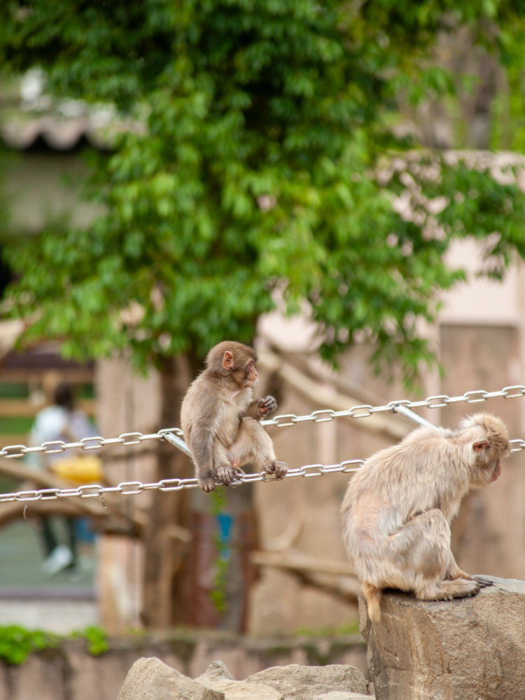 猿山や 隣は何をするサルぞ？

2024/05/06 #宮城県 #仙台市 #太白区 #八木山動物公園
 #これソニーで撮りました #ニホンザル #日本猿 #猿 
#写真好きと繋がりたい #写真撮っている人と繋がりたい  #キリトリセカイ