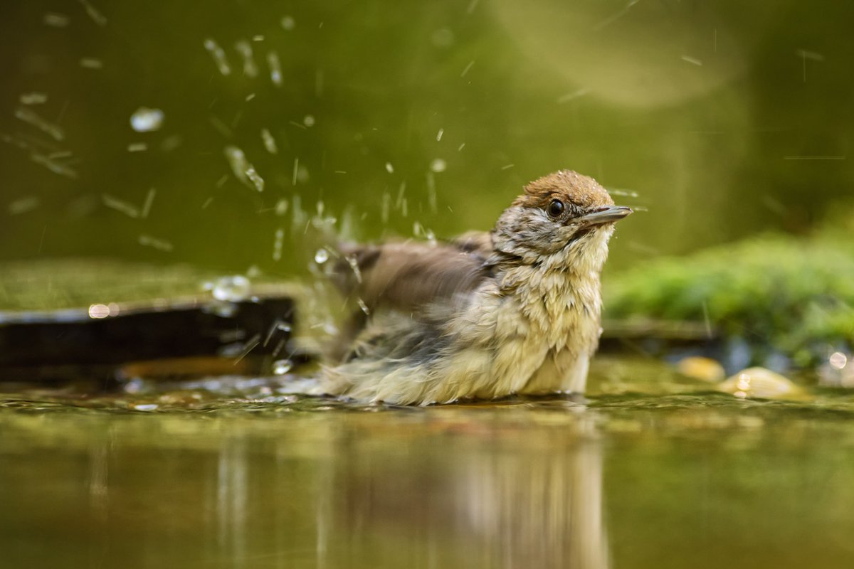 FBiodiversidad's tweet photo. 🏞️ Los #ríos solo ocupan el 1,1% de la superficie de España, pero son claves para el ser humano, la #biodiversidad y la mitigación del #CambioClimático.

Sin embargo, los ríos españoles son los ecosistemas más afectados e intervenidos por la acción humana. https://t.co/TyapnxjF2K