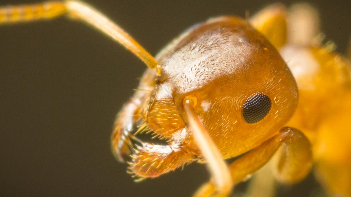 MeInTheMiddleX's tweet photo. Yellow meadow ant, fourmi jaune, Gelbe Wiesenameise, Gele weidemier (#Lasius flavus)
also known as the yellow hill ant, is a species of ant occurring in Europe, Asia, and North Africa. Populations in North America are now considered to be Lasius brevicornis.
#SmallerThingsInLife https://t.co/DthvLZIpVG