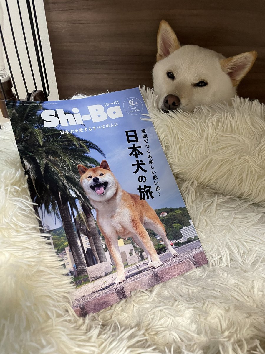 jinkumama's tweet photo. Shi-Ba 夏号2024 Vol.132
にお友達と一緒にセーラも
載せて頂きました🎶🎶
テーマは
『日本犬だってドッグランを楽しめる！』
#雑誌シーバ #shi_ba #しばいぬ #シバイヌ
#白柴セーラ #セーラ #白柴
#柴犬 #Sara #shiroshiba #我が家の３代目 #1歳11ヵ月 https://t.co/GPhcS2QtHK