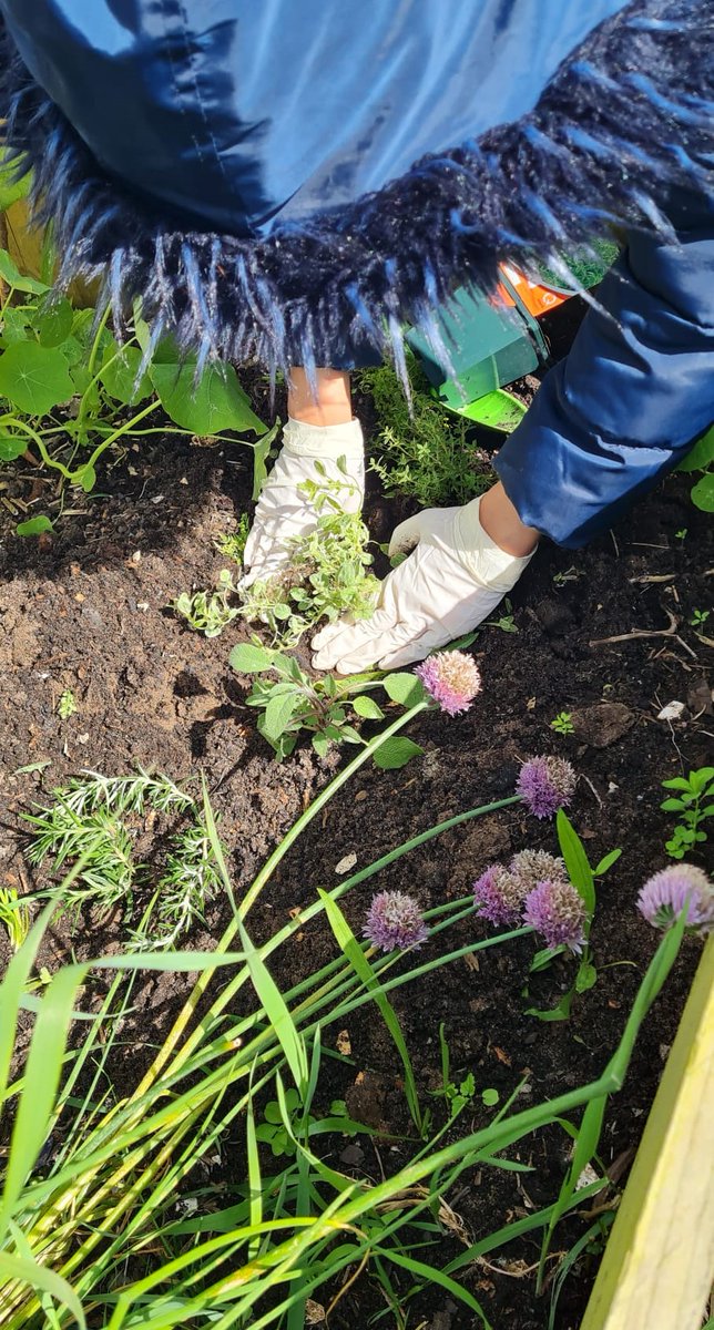 The Holiday Club at Lodge Lane enjoyed a scavenger hunt in Sefton Park - we spotted lots of squirrels & baby goslings 🪿. Then we helped Nikki in Fern Grove Community Garden planting thyme, lavender, chives & marigolds. 🌿🌻
#HAF2024 #communitygarden
@PlayMpac @ILoveSeftonPark