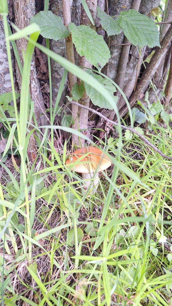 Balvu novada Tilžas pagasts piesakās uz titulu 2024. gada pirmā beka. Foto uzņemts vakar, 30. maijā.
Foto: Kristīne Zelča