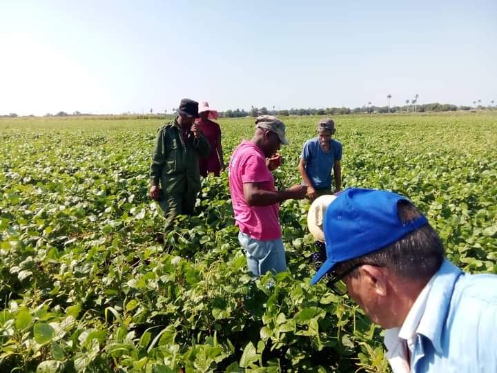 El surco también es nuestra trinchera. Aquí estamos los profe y trabajadores de la <a href="/UniversidadPCC/">Universidad del PCC Ñico López</a> en nuestro aporte en la producción de alimentos. Siempre en acción 💪❤🇨🇺