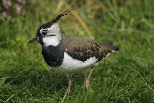 We're recruiting 2 PhD students in @ATU_GalwayCity to work on breeding wader conservation in Ireland as part of the @BreedingWaders EIP (PhD with a focus on genetic monitoring with our team). Deadline is 20/06 and further details can be found here: gmit.ie/research/postg… @ioconn