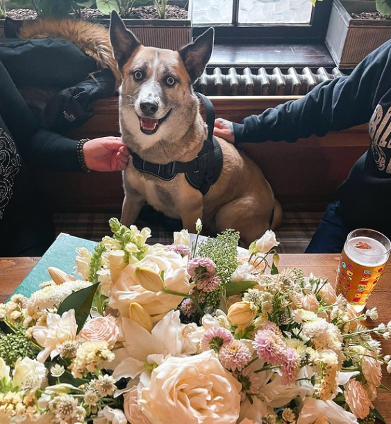 DOG OF THE WEEK 🐶
Name: Lexa 
Breed: Mixed (we think) 
Hobbies: Looking cute and smiling for the camera
What we love: Her gorgeous eyes, big grin and clear appreciation of a good pub. 

.
. #dogfriendlylondon 
. #dogfriendlypub  #londonpub  #northlondonpubs  #kingscross
