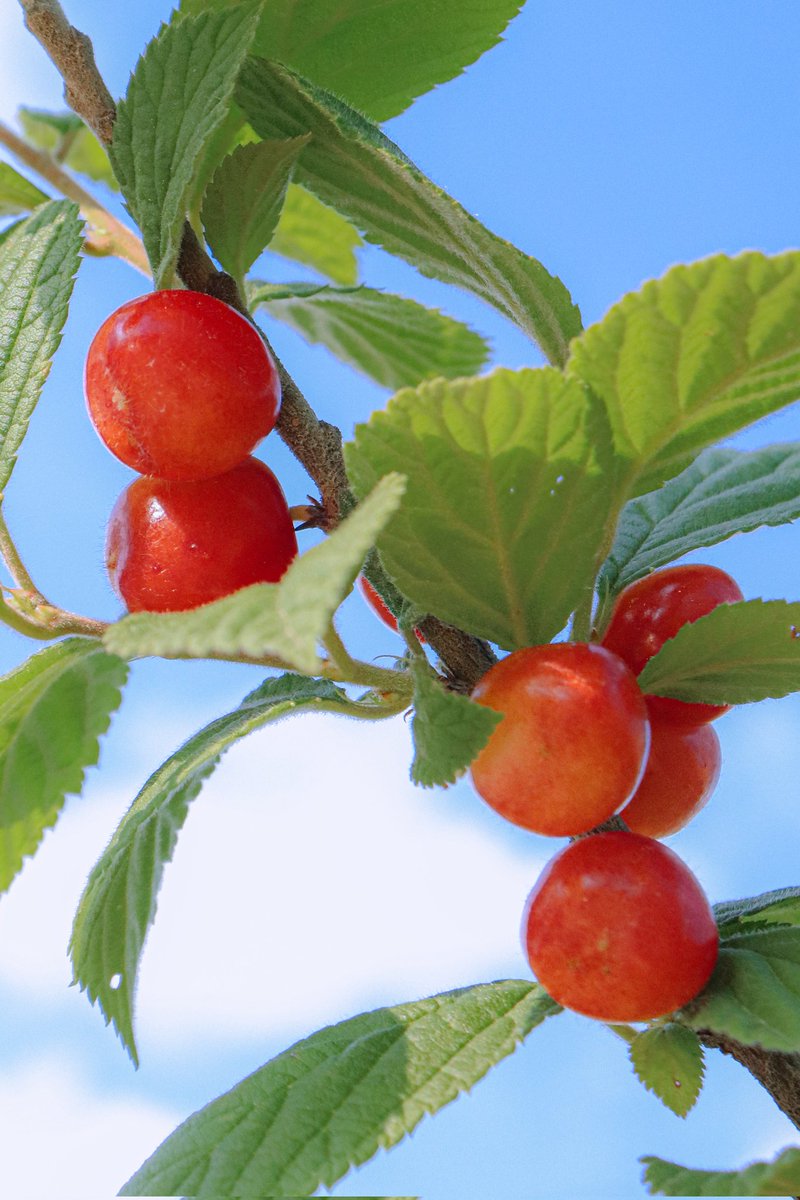 앵두가 여름의 시작을 알린다 ❤️💚