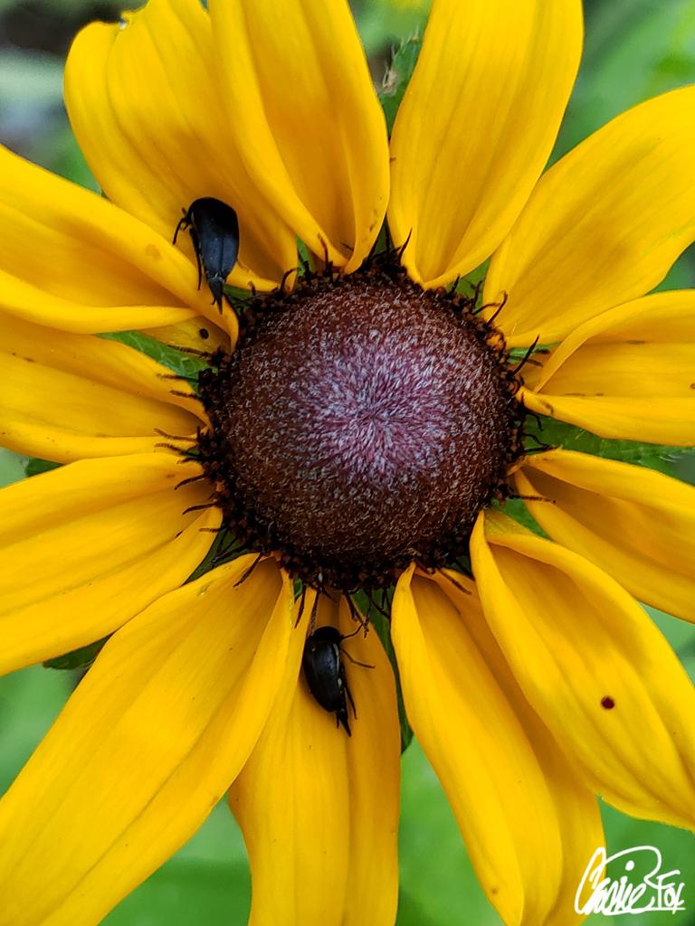 #BackyardBeauties Our first Black Eyed Susan bloomer with insects. #DailyBlooms #PetalPusher #CassieJFoxPhotos 📷 #CazFoxMedia #WhitmireSC #SumterNationalForest #Gardens #NaturePhotography #Insects #BlackEyedSusans #WildflowerHour #FlowerBeds