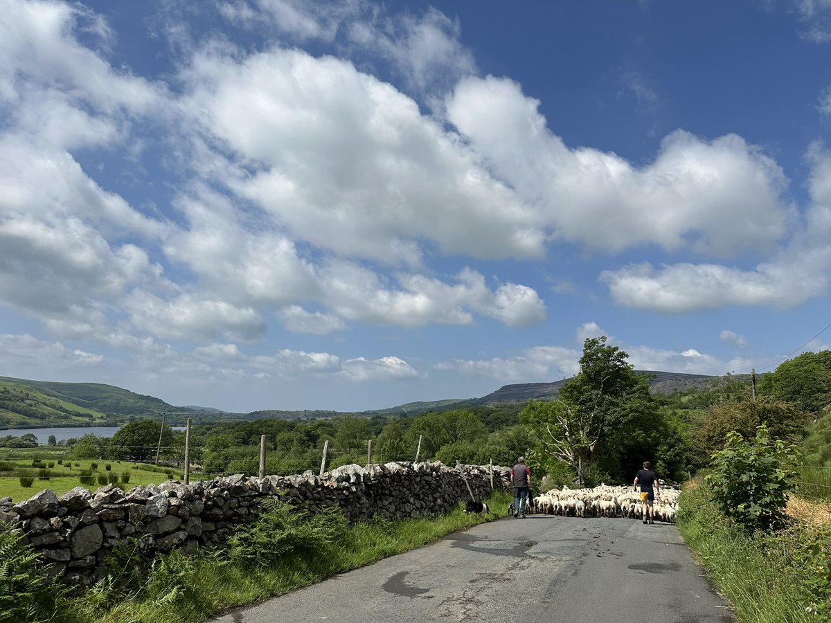 We followed the flock of sheep being moved along the road to a nearby field @ItsYourWales @StormHour @S4Ctywydd @ThePhotoHour @NWalesSocial @NorthWalesWalks #landscapephotography