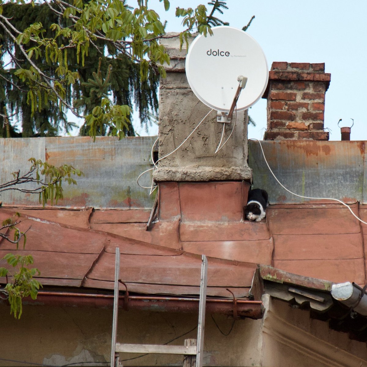 Working cat on the tin roof of one of the central Bucharest 19th c ramshackle houses. #cat #cats #bucharest #balkans #southeasteurope #casedeepoca #valentinmandache