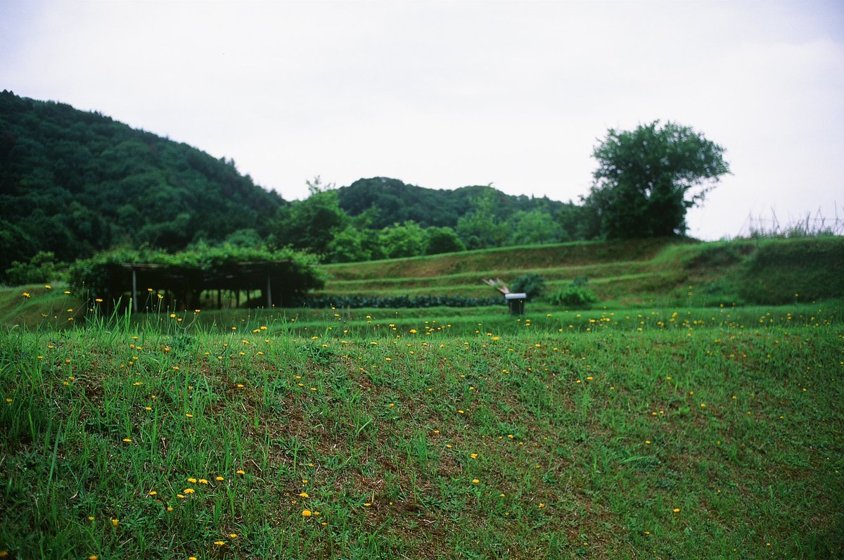 #私とニコンで見た世界

花の名を知らぬ

Nikon F3HP
Nikkor AI 24mmF2.8S

雑草ぽい花
花が綺麗な雑草

〇〇○味のカレーかカレー味の○○○か
っていう例えの代わりにならないか

#filmphotography #キリトリセカイ 
#フィルムカメラ #フィルム写真 
#リバーサルフィルム #フジフィルム #velvia50