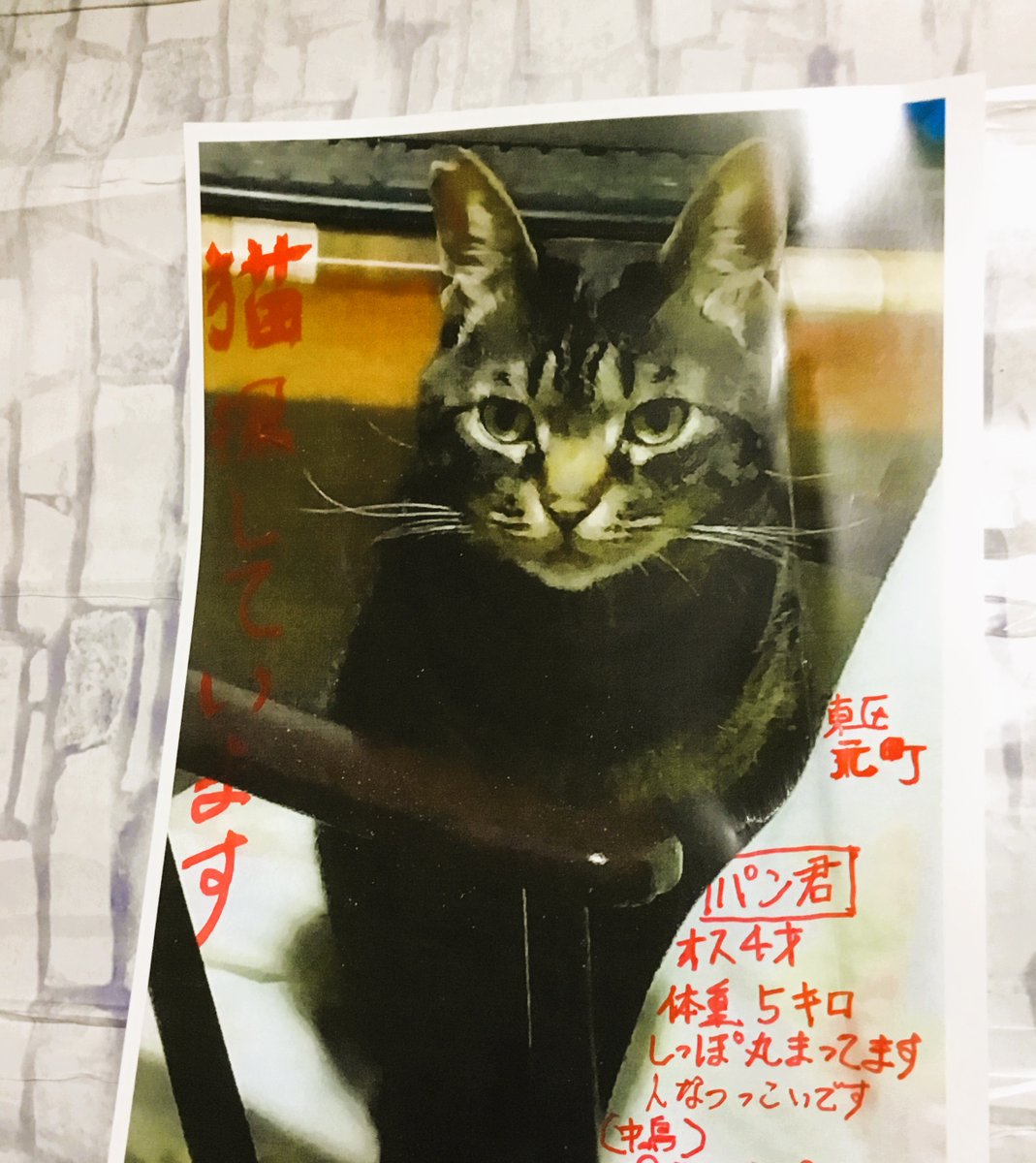 #拡散希望
猫を探しています。
捜索中、ポスティング、近くのお店にポスター。
さらに、 InstagramとFacebookに地域限定の広告。
現在4歳、生後9カ月のとき山奥に捨てられていた保護猫。キジトラ猫、人懐っこい。
ご協力お願いいたします 。
#迷い猫 #迷子猫 #札幌市　東区元町