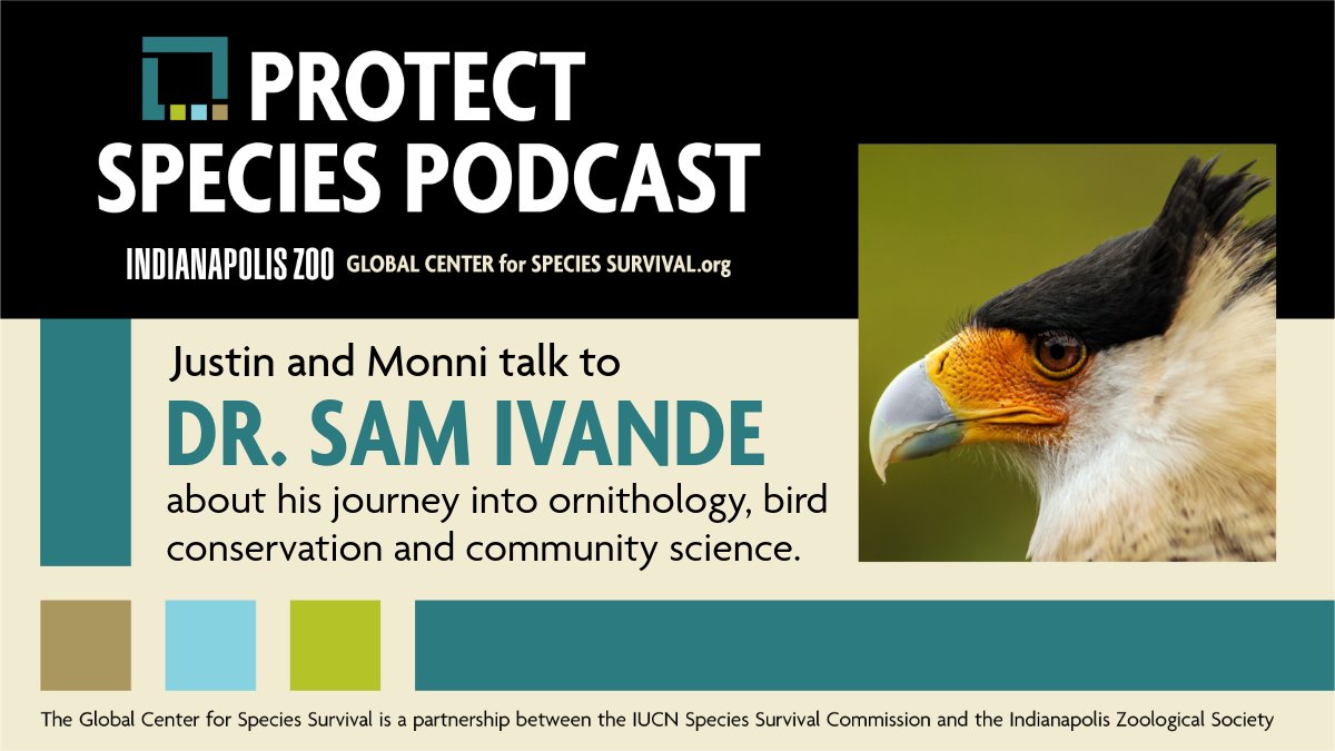 Global Center for Species Survival (@protectspecies) on Twitter photo On this #WorldParrotDay, don't forget to listen to the latest <a href="/ProtectSpecies/">Global Center for Species Survival</a> Podcast episode, featuring our Bird Conservation Coordinator, Dr. Sam Ivande! You can find <a href="/ProtectSpecies/">Global Center for Species Survival</a> on all major podcast platforms/apps and our website. indianapoliszoo.com/gcss/blog/bird… <a href="/ivandesamtee/">Dr. Sam T. IVANDE</a> 🦜 On this #WorldParrotDay, don't forget to listen to the latest <a href="/ProtectSpecies/">Global Center for Species Survival</a> Podcast episode, featuring our Bird Conservation Coordinator, Dr. Sam Ivande! You can find <a href="/ProtectSpecies/">Global Center for Species Survival</a> on all major podcast platforms/apps and our website. indianapoliszoo.com/gcss/blog/bird… <a href="/ivandesamtee/">Dr. Sam T. IVANDE</a> 🦜
