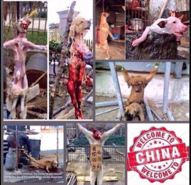 #BanYulin  🇨🇳╭∩╮( •̀_•́ )╭∩╮
     
 When the Yulin government denies a festival even exists - then WHY DENY IT IN THE FIRST PLACE?