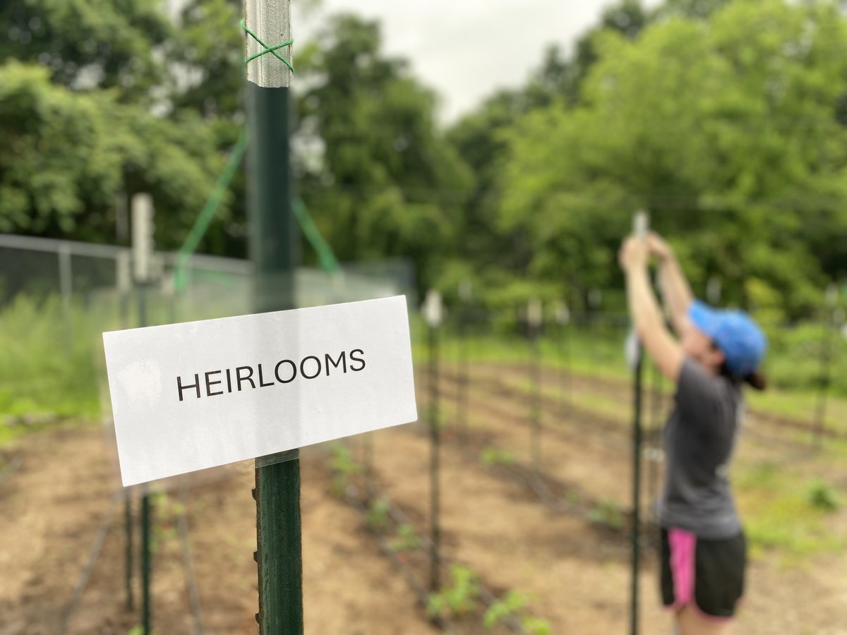 MudayLab's tweet photo. It is officially garden season for the Muday Lab! https://t.co/CwKgKeAStm
