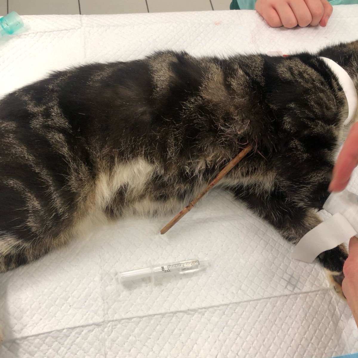 Shadow, narrowly avoided death after he was impaled by a 10-inch bamboo stick 😧 Going between two ribs and puncturing the chest wall, Shadow required urgent, high-risk #Surgery to remove the stick 😿 Support our Critical Care Appeal by donating today: pdsa.me/9NT9