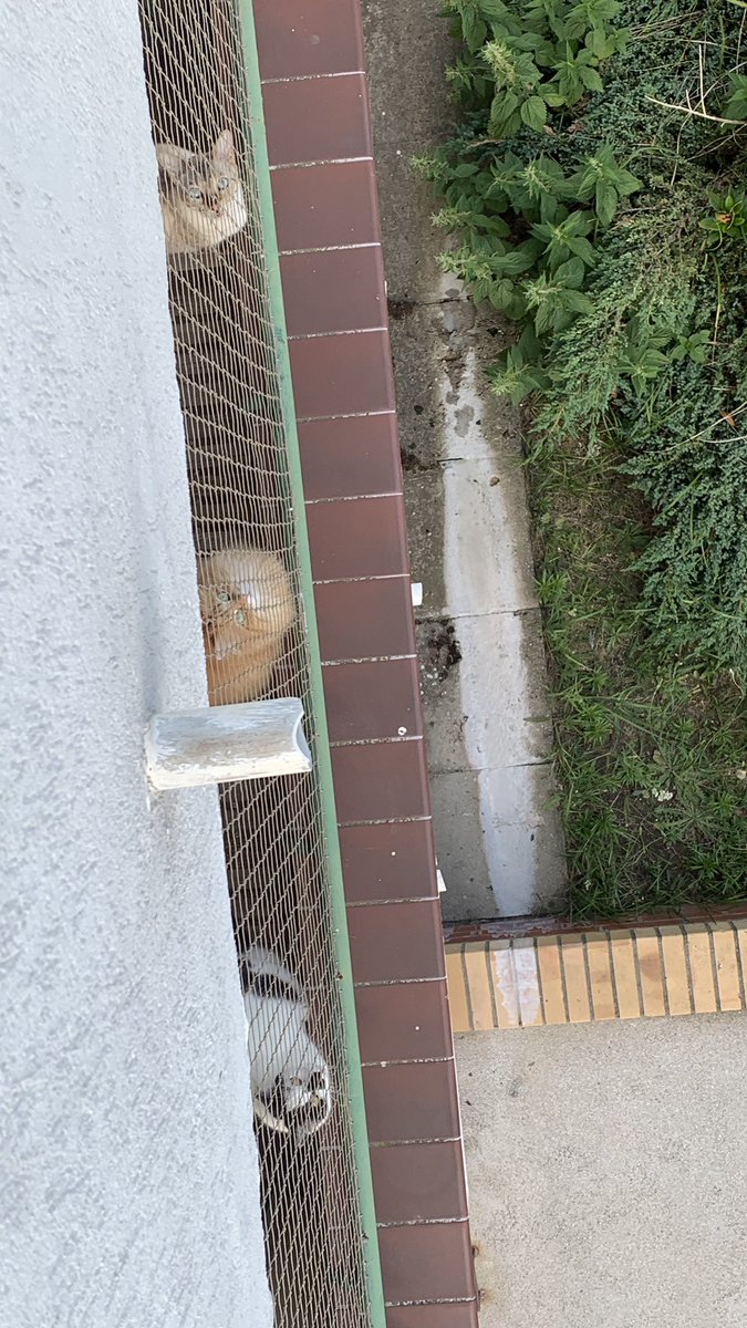 BlueBird_444's tweet photo. Muszę powiedzieć sąsiadom, że chętnie będę opiekować się ich dziećmi w razie wyjazdu. Zobaczcie jakie śliczne :3 https://t.co/cIZ5AAqGKU