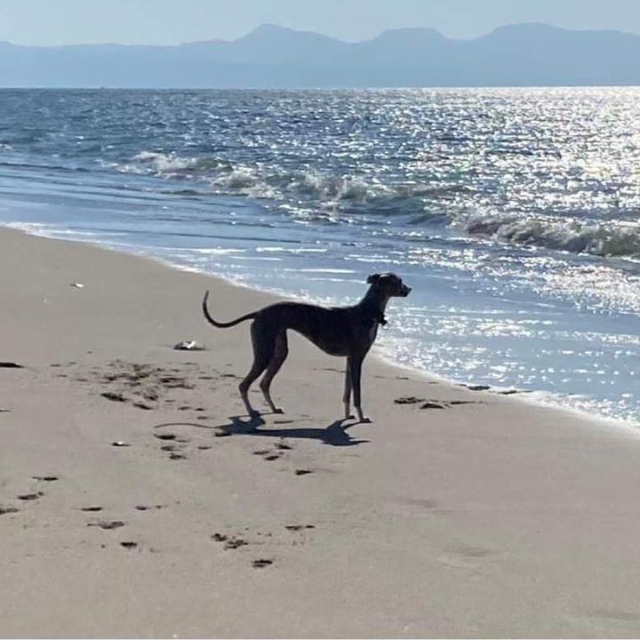 It's been a while since we shared some of our adorable Park Leisure Pooches! 🐶💖

📸 Photo Credit: 1. Abbie Hazell 2. Deborah Chaplain 3. Jo Woodhall 4. Suzanne Hawkins