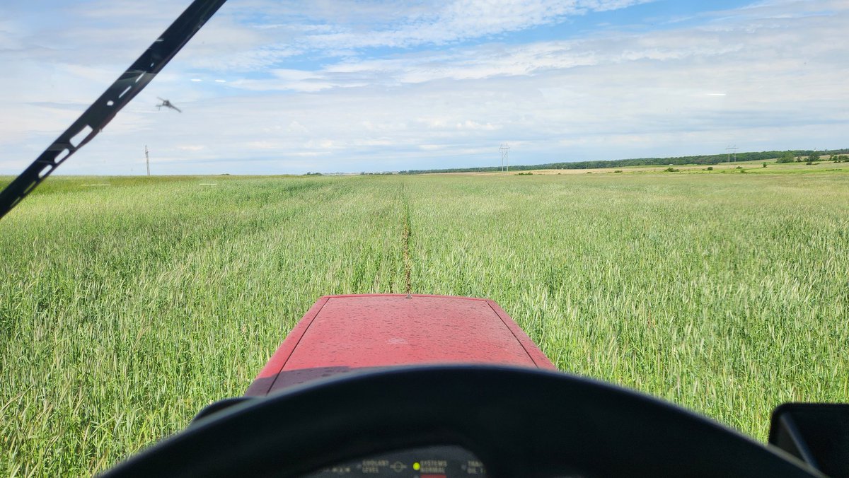 hort4cy's tweet photo. It's all about focus when planting with a marker in 4' rye. Where's my line?!? 👀 #plantgreen 👀 https://t.co/KIBkxsUBnP