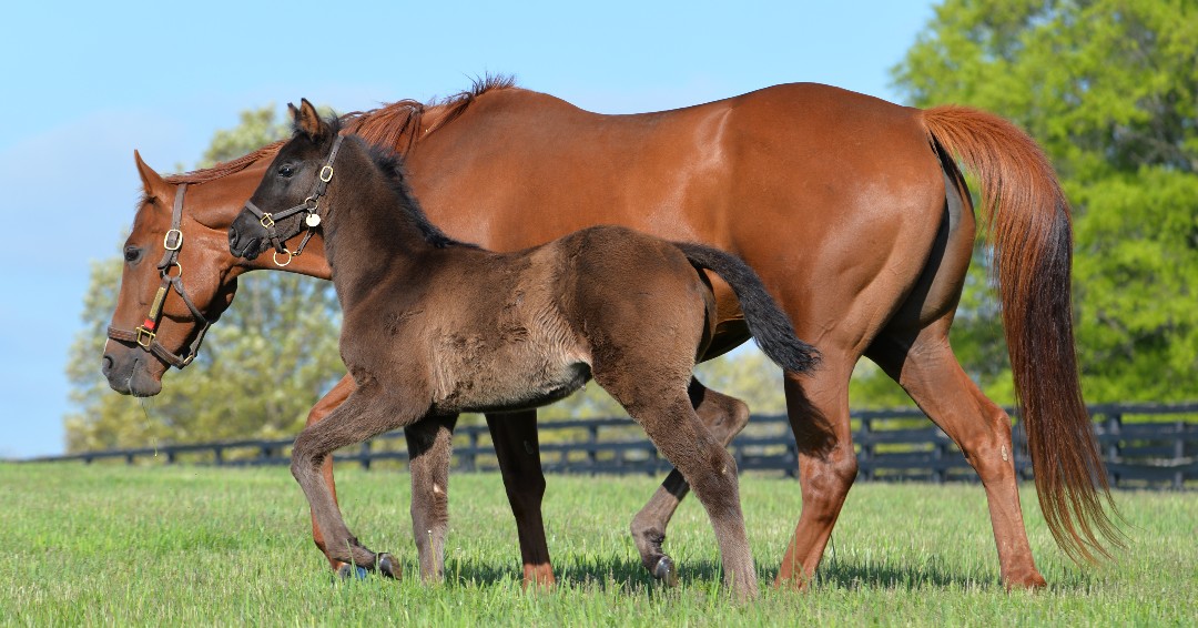 StonestreetFarm's tweet image. Celebrating #FoalFriday with this beautiful filly by NOT THIS TIME out of #homebred TDN Rising Star LADY PAULINE, a half-sister to champion LADY AURELIA #bredandraised #storkstreet #foalsof2024 @TaylorMadeSales