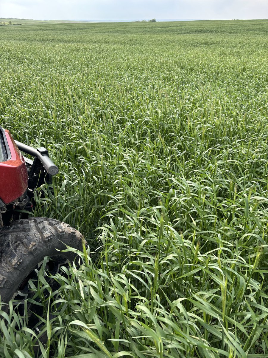 murray Spetz tweet media