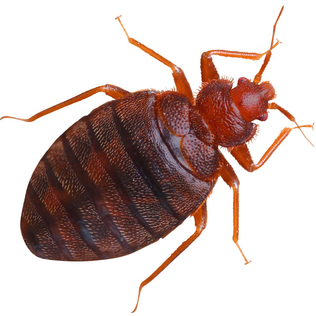 🛌 Did you know? #BedBugs, have been around for thousands of years, feeding on the blood of humans and other warm-blooded animals. 🩸

Their resilience and ability to hide in tiny crevices makes them formidable pests.

Learn about our detection kit here.➡️ i.mtr.cool/rzhopdtgwb