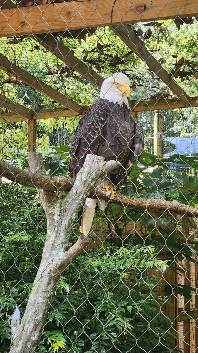 I love @ZooATL. It's a magical place especially for educators. Personalized Learning talks at its best. #TargetedInstruction #APSFELLOWS24 @apsupdate @APSITAmber @APSITCSKEJ @MyleciaSims @cpsedtech