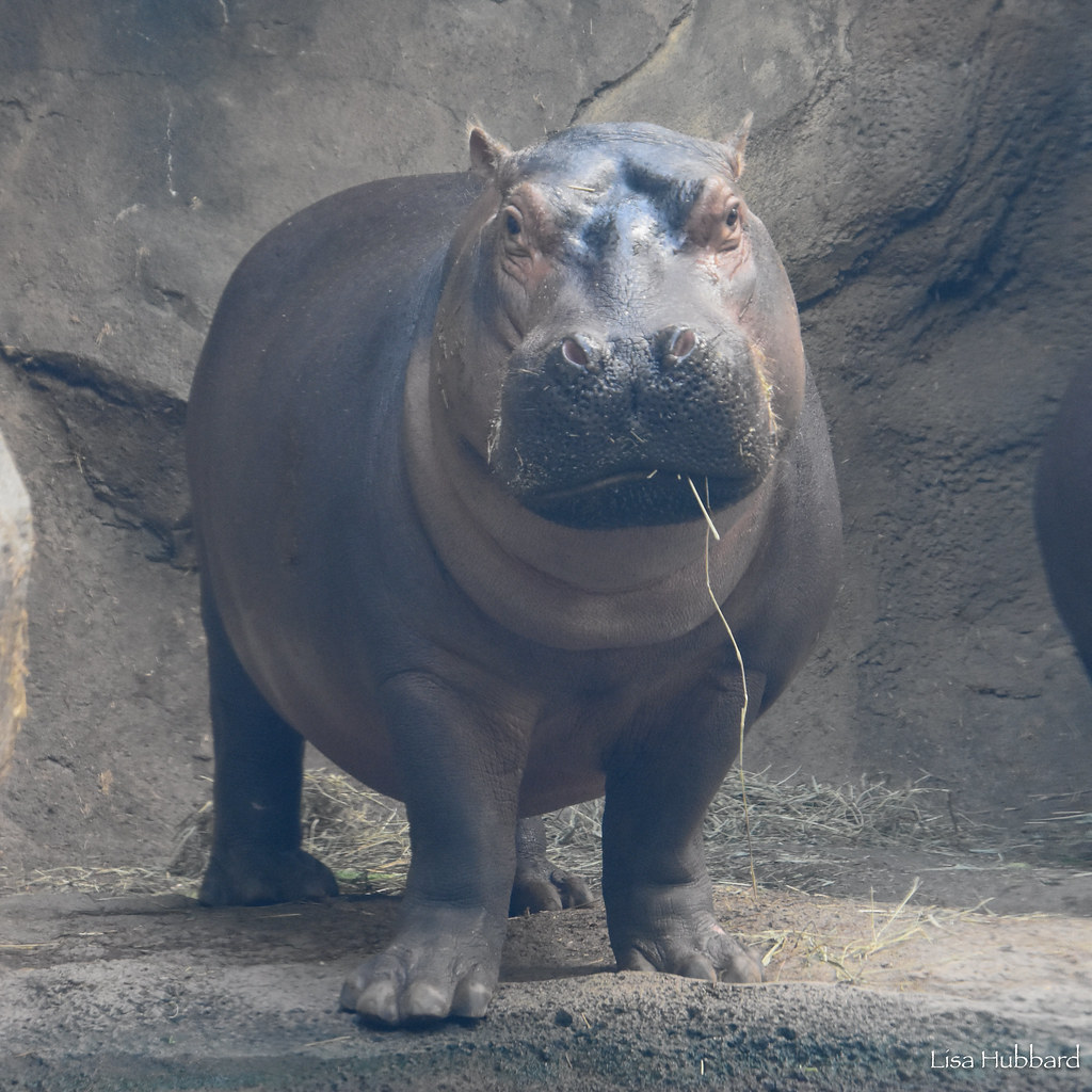Fiona the hippo 🤩