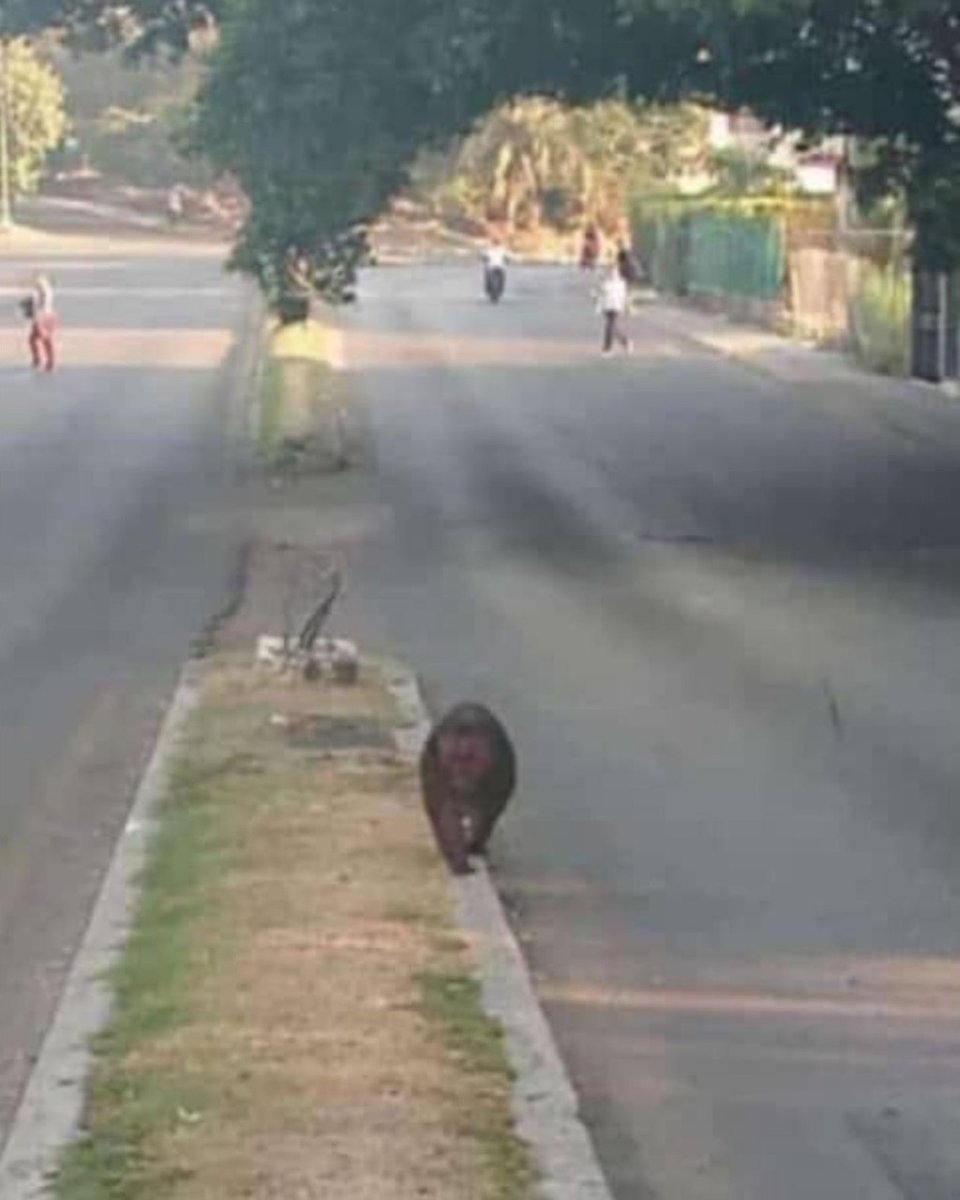 VISTO EN REDES: Se escapa un #mono del #Zoológico de 26, en #LaHabana, a menos de un mes de la fuga del mono Pánfilo del zoológico de #Caibarién, en #VillaClara.   LEE HOY la #Cuba de mañana, en #DiarioDeCuba: diariodecuba.com 📸: Cántalo TV/Facebook